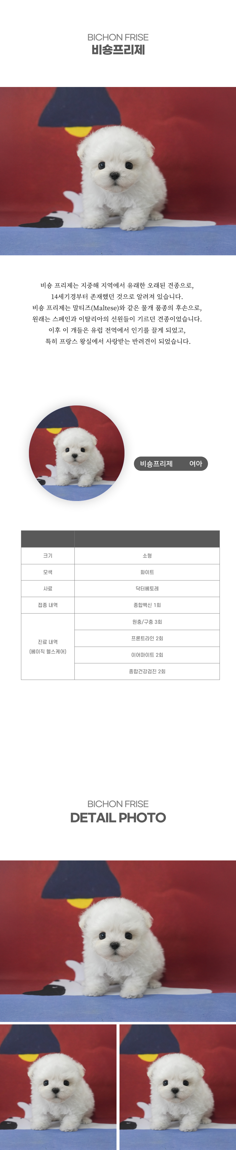 미니비숑_상세이미지_2